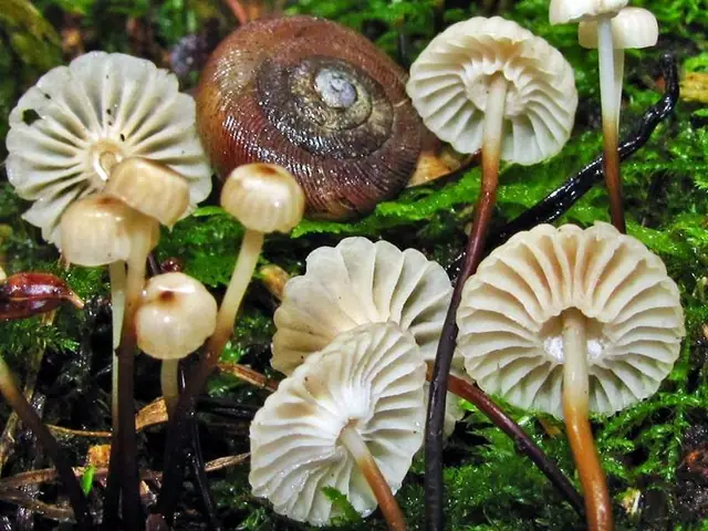 Twardzioszek obrożowy (Marasmius rotula)