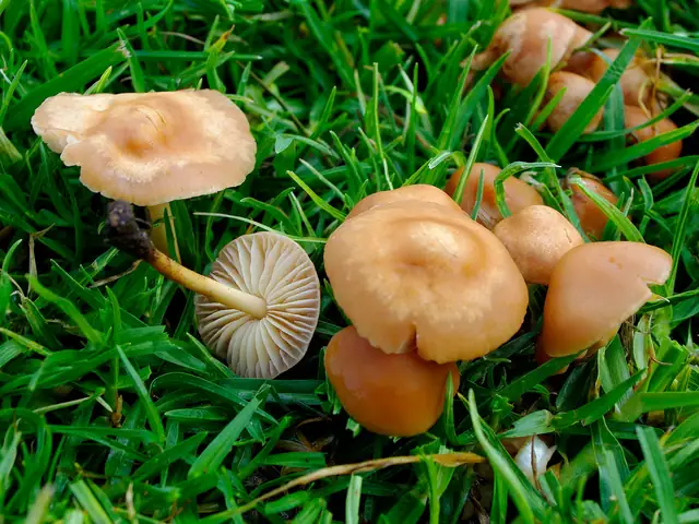 Twardzioszek przydrożny (Marasmius oreades)