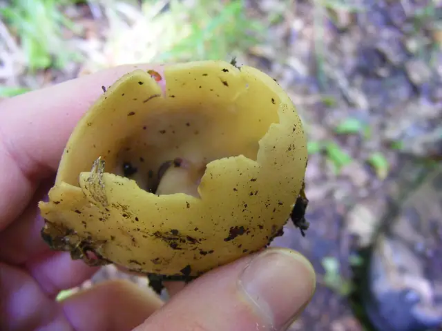 Uchówka skórzasta (Otidea alutacea)