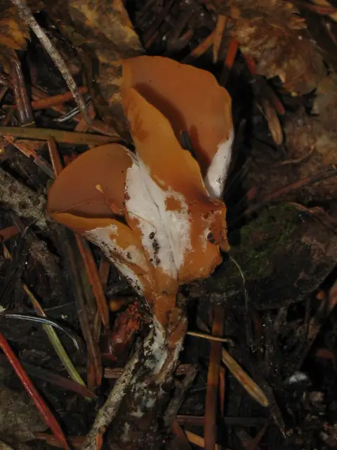 Uchówka zajęcza (Otidea leporina)