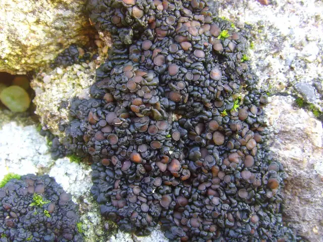 Uchylistka gliniasta (Enchylium tenax)