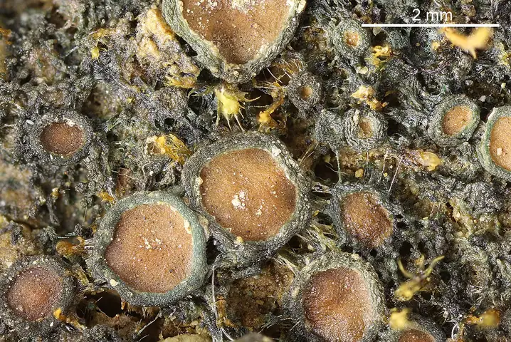 Uchylistka mułowa (Enchylium limosum)