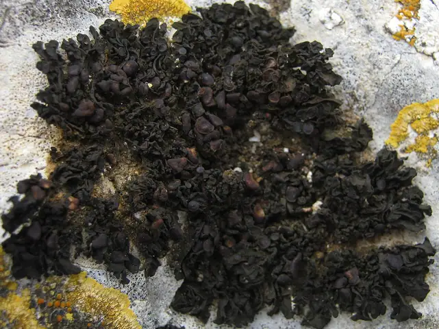 Uchylistka płodna (Enchylium polycarpon)