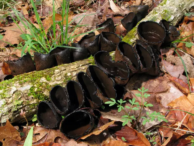 Urna kraterowata (Urnula craterium)