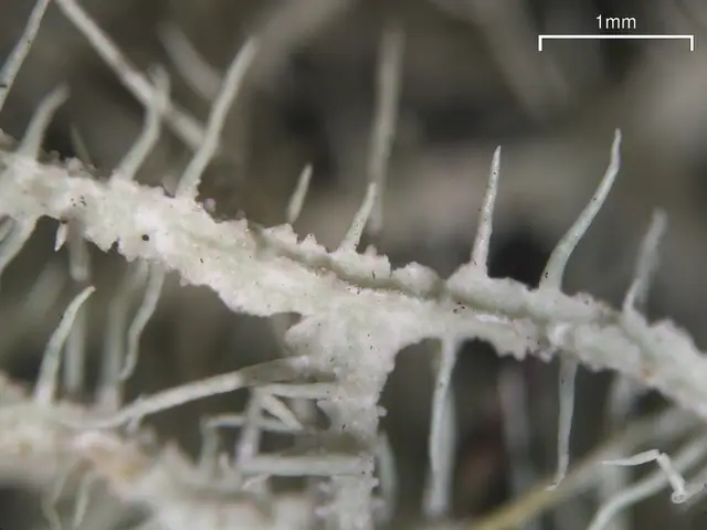 Usnea spp.