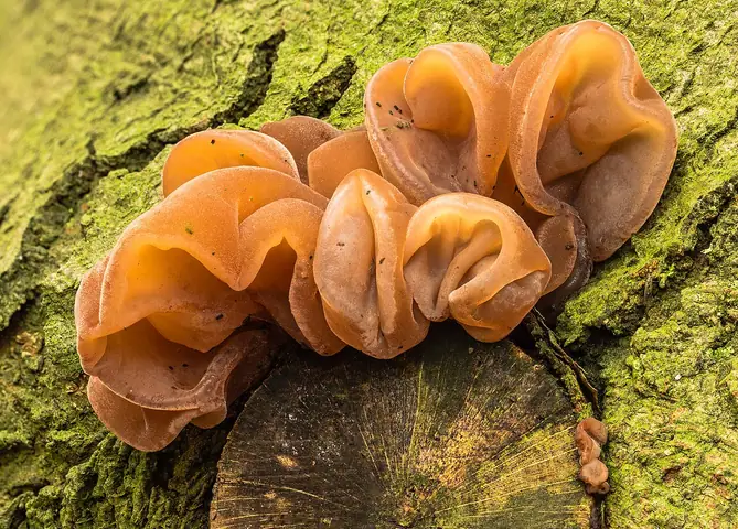 Uszak bzowy (Auricularia auricula-judae)