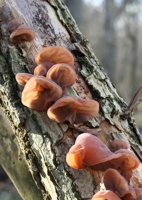 Uszak bzowy odmiana biała (Auricularia auricula-judae var. lactea)