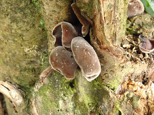 Uszak gęstowłosy (Auricularia nigricans)