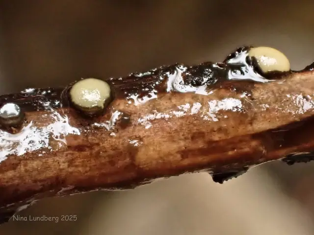 Vibrissea decolorans