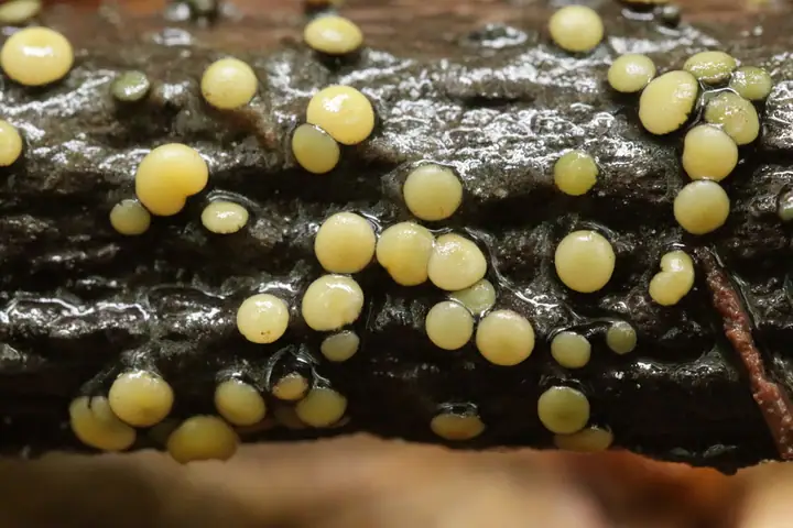Vibrissea flavovirens