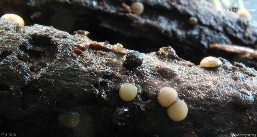 Vibrissea leptospora