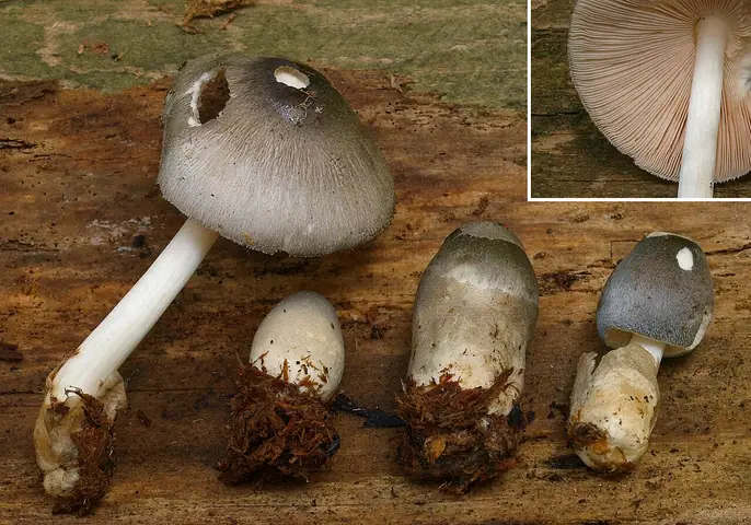 Volvariella nigrovolvacea