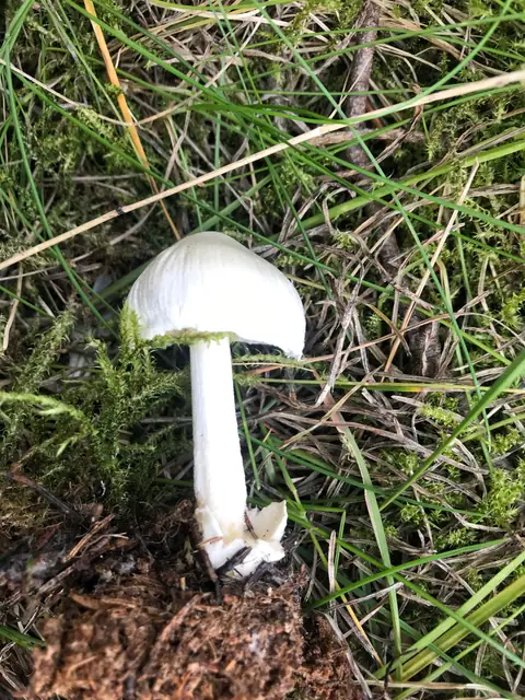Volvariella reidii