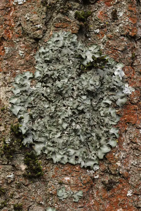 Wabnica kielichowata (Pleurosticta acetabulum)