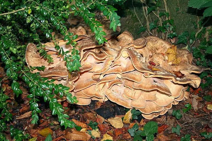 Wachlarzowiec olbrzymi (Meripilus giganteus)