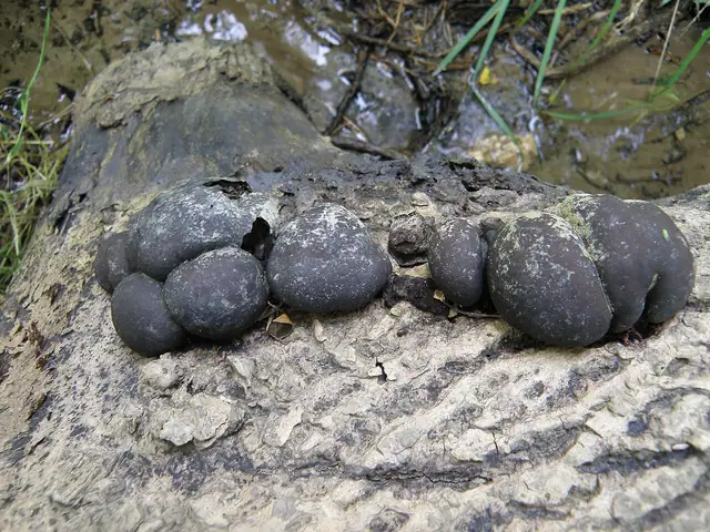 Warstwiak zwęglony (Daldinia concentrica)