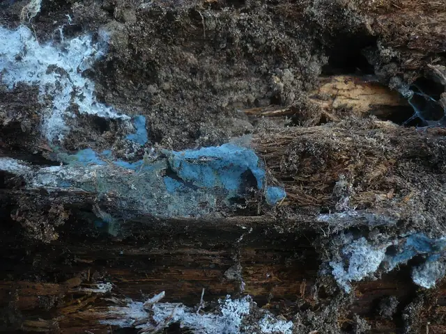 Wełniczek niebieskozielony (Byssocorticium atrovirens)
