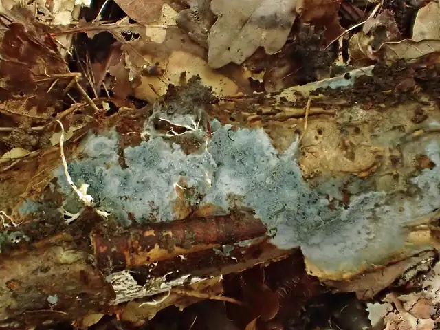Wełniczek piękny (Byssocorticium pulchrum)