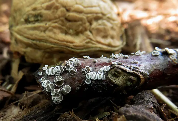Wełniczka białofioletowa (Lachnella alboviolascens)