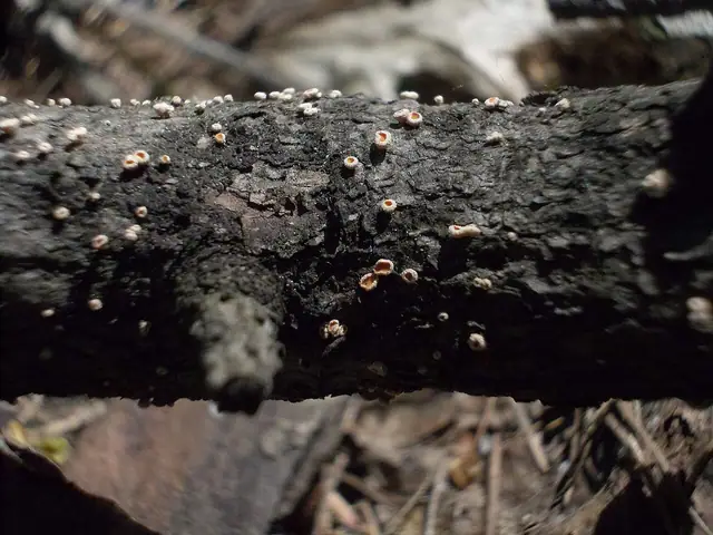 Wełniczka pasożytnicza (Lachnellula willkommii)
