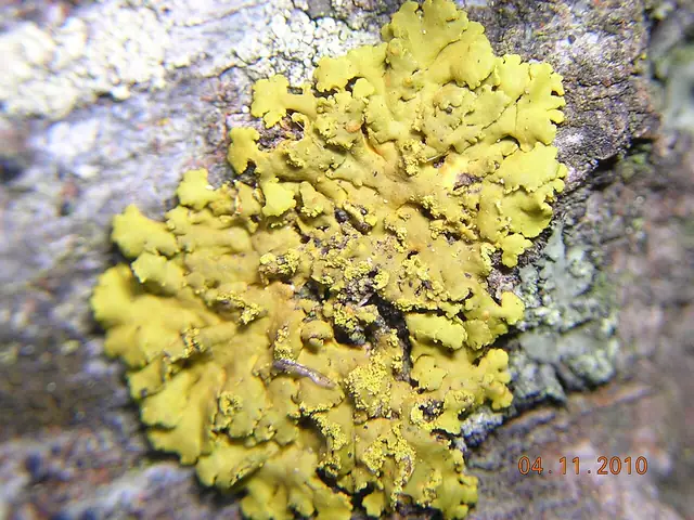 Weraczek drobny (Xanthomendoza fulva)