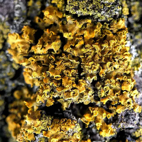 Weraczek zwodniczy (Xanthomendoza fallax)