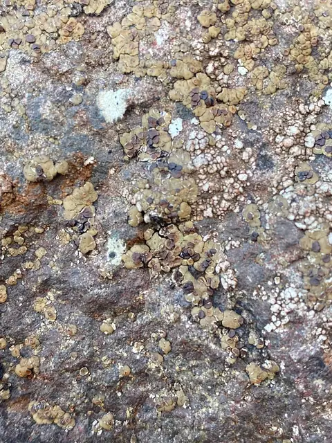 Wielosporek ciemnobrunatny (Acarospora badiofusca)