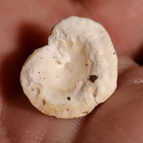 Wielozarodniczka kapeluszowa (Sistotrema confluens)