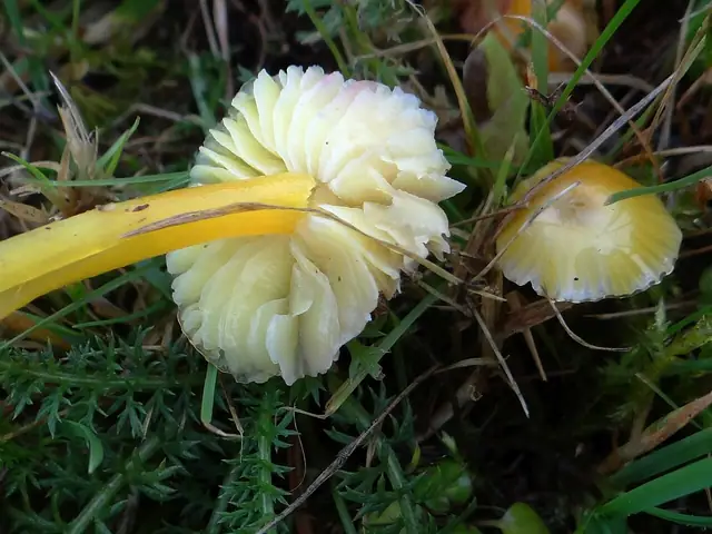 Wilgotnica cytrynowa (Hygrocybe citrina)