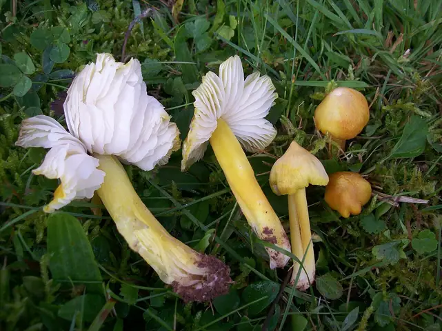 Wilgotnica cytrynowozielona (Hygrocybe citrinovirens)