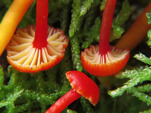 Wilgotnica drobna (Hygrocybe insipida)