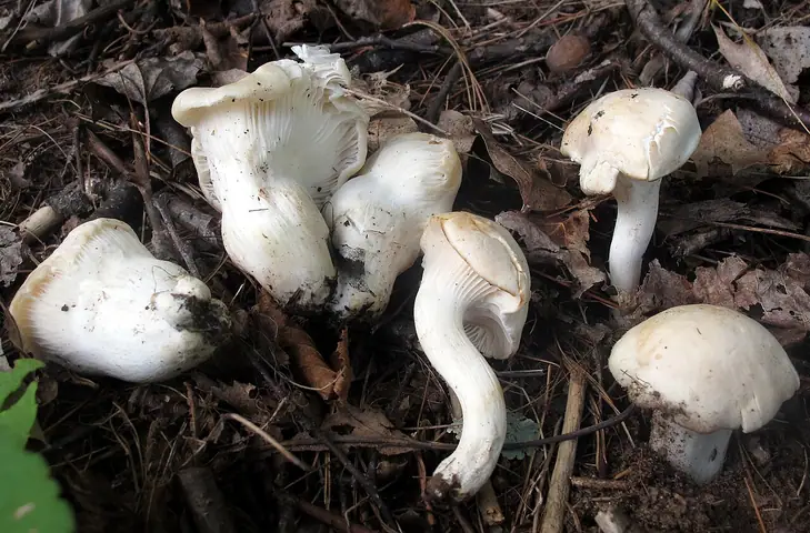 Wilgotnica gęstoblaszkowa (Hygrocybe angustifolia)