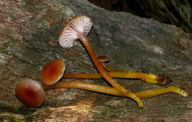 Wilgotnica jasna (Gliophorus laetus)