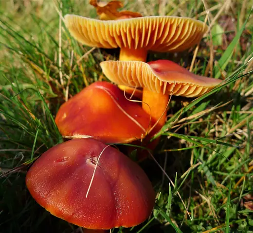 Wilgotnica karminowa (Hygrocybe punicea)