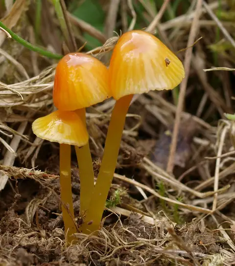 Wilgotnica kleista (Hygrocybe glutinipes)