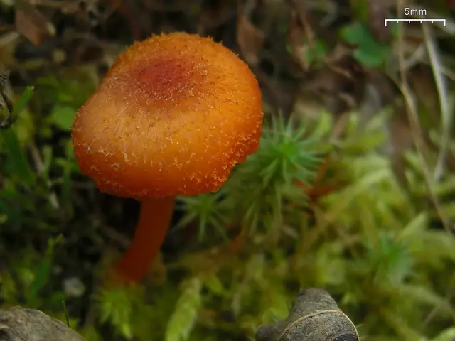 Wilgotnica kosmkowata (Hygrocybe turunda)