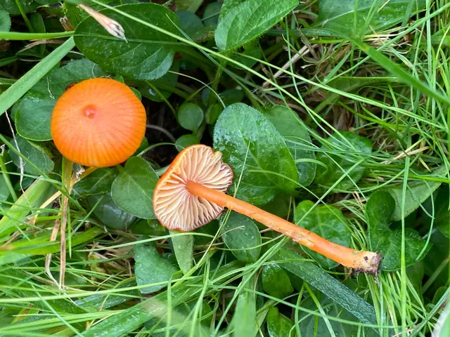 Wilgotnica kulistozarodnikowa (Hygrocybe subpapillata)