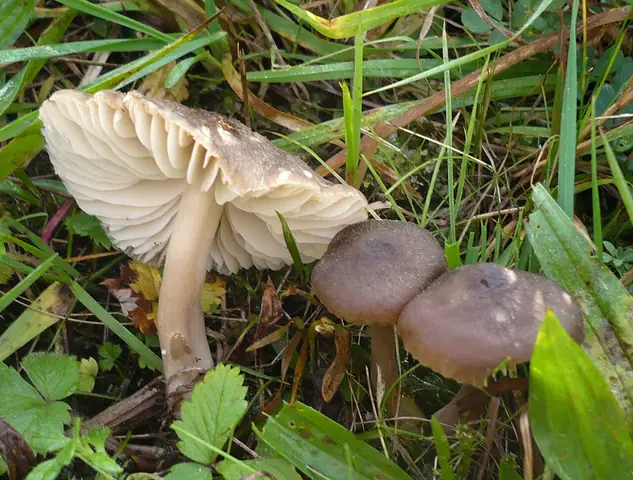 Wilgotnica kwaskowata (Hygrocybe nitrata)