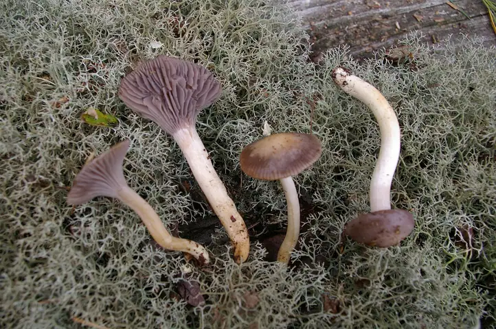 Wilgotnica lakmusowa (Hygrocybe lacmus)