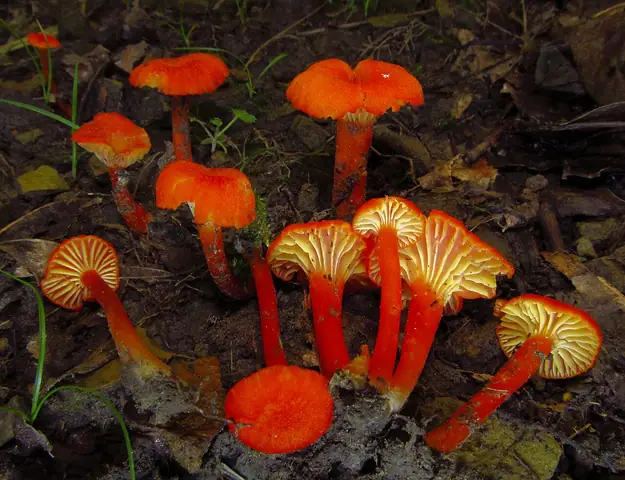 Wilgotnica lejkowata (Hygrocybe cantharellus)