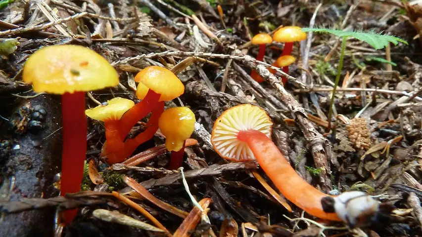 Wilgotnica mała (Hygrocybe parvula)