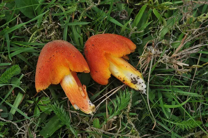 Wilgotnica nielepka (Hygrocybe intermedia)