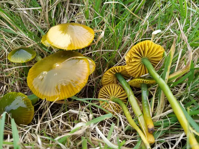 Wilgotnica papuzia (Gliophorus psittacinus)