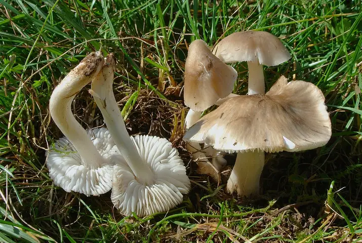 Wilgotnica sklepiona (Hygrocybe fornicata)