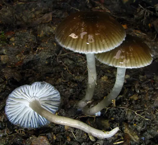 Wilgotnica szara (Hygrocybe irrigata)