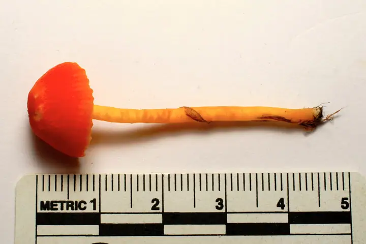 Wilgotnica szerokoblaszkowa (Hygrocybe mucronella)