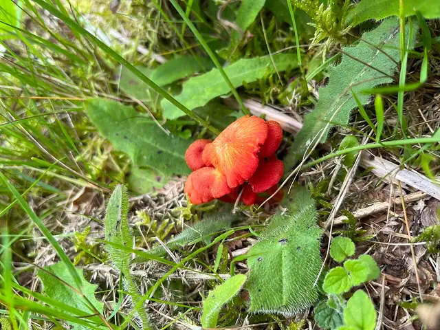 Wilgotnica torfowiskowa (Hygrocybe helobia)