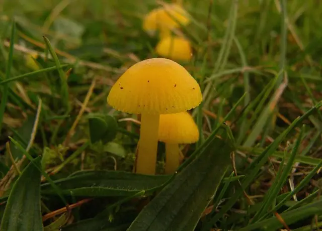 Wilgotnica woskowa (Hygrocybe ceracea)