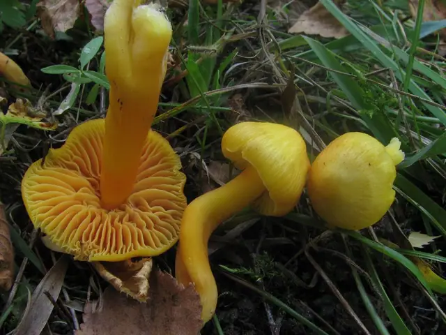 Wilgotnica wypukła (Hygrocybe quieta)