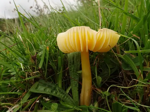 Wilgotnica złotożółta (Hygrocybe obrussea)